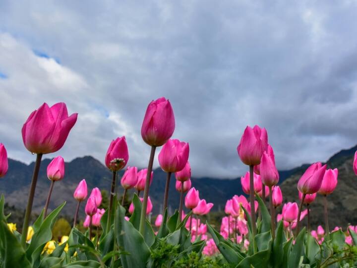 इंदिरा गांधी ट्यूलिप गार्डन को, जिसे पहले सिराज बाग के नाम से जाना जाता था. इस गार्डन ने देश और विदेश के पर्यटकों को आकर्षित किया है. बगीचे के प्रभारी इनाम-उर रहमान ने कहा कि उद्यान अब केवल रखरखाव और कटाई के लिए कार्यात्मक रहेगा.