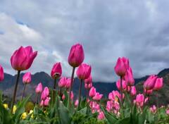 Tulip Garden Srinagar: ਲੋਕਾਂ ਨੂੰ ਚੰਗਾ ਲੱਗਿਆ ਸ੍ਰੀਨਗਰ ਦਾ ਟਿਊਲਿਪ ਗਾਰਡਨ, ਇਸ ਵਾਰ 32 ਦਿਨਾਂ 'ਚ ਆਏ ਰਿਕਾਰਡ ਤੋੜ ਸੈਲਾਨੀ