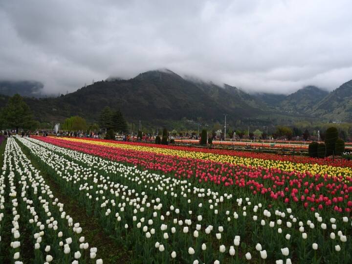 ट्यूलिप गार्डन को 19 मार्च को पर्यटकों के लिए खोल दिया गया था. महीने भर चलने वाले रंग-बिरंगे उत्सव में 16 लाख से अधिक ट्यूलिप के साथ-साथ अन्य किस्मों के फूल खिले थे.