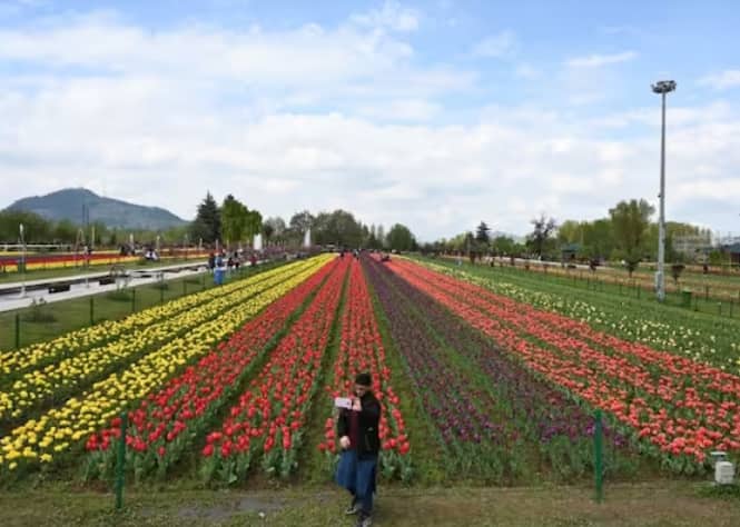 ਟਿਊਲਿਪ ਗਾਰਡਨ ਦੇ ਅਧਿਕਾਰੀਆਂ ਦੇ ਅਨੁਸਾਰ, ਟਿਊਲਿਪ ਸ਼ੋਅ ਸਫਲ ਰਿਹਾ ਕਿਉਂਕਿ ਇਸ ਸੀਜ਼ਨ ਵਿੱਚ ਸਭ ਤੋਂ ਵੱਧ ਸੈਲਾਨੀਆਂ ਨੇ ਦੇਖਿਆ।