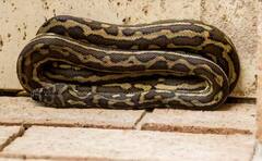 ਇਸ ਜੀਵ ‘ਚ ਹੁੰਦੀਆਂ ਸਭ ਤੋਂ ਜ਼ਿਆਦਾ ਹੱਡੀਆਂ, ਇਸ ਦੇ ਸ਼ਿਕੰਜੇ ‘ਚ ਫਸਣ ਤੋਂ ਬਾਅਦ ਦਮ ਤੋੜ ਦਿੰਦਾ ਹੈ ਸ਼ਿਕਾਰ