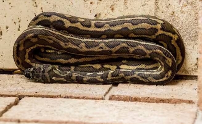 ਸਾਡਾ ਸਰੀਰ ਹੱਡੀਆਂ ਦੀ ਬਣਤਰ 'ਤੇ ਟਿਕਿਆ ਹੁੰਦਾ ਹੈ। ਇੱਕ ਮਨੁੱਖ ਦੇ ਸਰੀਰ ਵਿੱਚ 206 ਹੱਡੀਆਂ ਹੁੰਦੀਆਂ ਹਨ। ਹੱਡੀਆਂ ਸਰੀਰ ਨੂੰ ਆਕਾਰ ਪ੍ਰਦਾਨ ਕਰਦੀਆਂ ਹਨ ਅਤੇ ਗਤੀ ਕਰਨ ਵਿੱਚ ਮਦਦ ਕਰਦੀਆਂ ਹਨ।