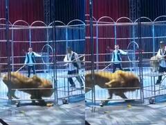 Video: लाइव शो के दौरान पिंजड़े से बाहर आ गए दो शेर, फिर जो हुआ वो आप वीडियो में देख लीजिए