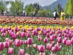 Tulip Garden Srinagar: लोगों को भाया श्रीनगर का ट्यूलिप गार्डन, इस साल 32 दिन में आए रिकॉर्ड पर्यटक, देखें तस्वीरें