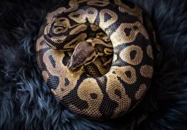 ਪਾਈਥਨ ਦੇ ਸਰੀਰ ਵਿੱਚ ਜ਼ਿਆਦਾਤਰ ਹੱਡੀਆਂ ਪਾਈਆਂ ਜਾਂਦੀਆਂ ਹਨ। ਜੀ ਹਾਂ, ਪਾਇਥਨ ਸੱਪ ਦੇ ਸਰੀਰ ਵਿੱਚ ਲਗਭਗ 1800 ਹੱਡੀਆਂ ਹੁੰਦੀਆਂ ਹਨ।