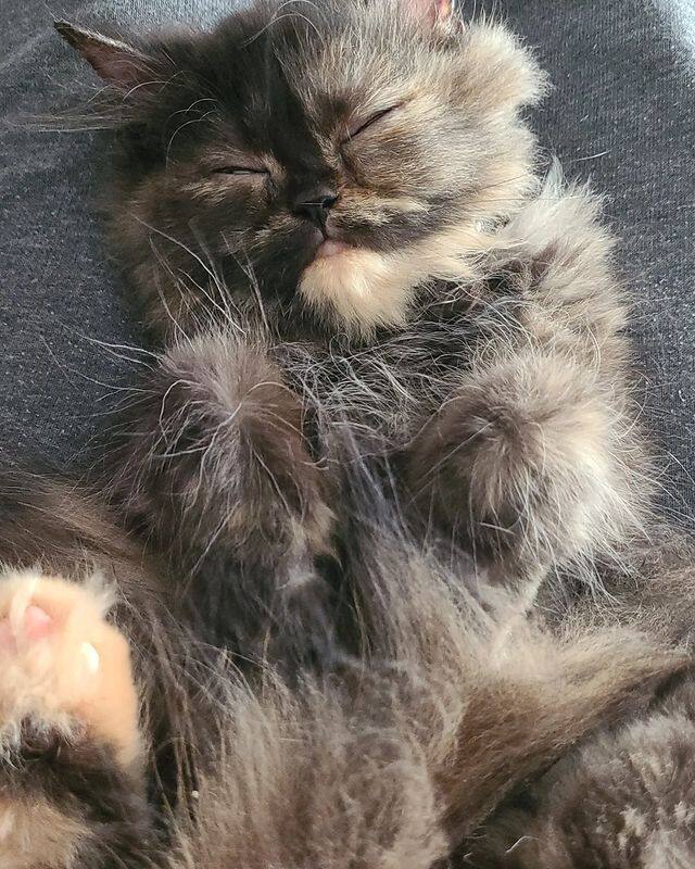 தற்போது, மஞ்சிமா அவரது இன்ஸ்டா பக்கத்தில்  பூனைகளின் போட்டோவையும், கெளதம் கார்த்திக்கின்  போட்டோவையும் பதிவிட்டுள்ளார்.