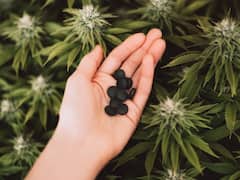 मुंबई का स्टूडेंट मनाली से लाता था चरस, साथी छात्रों को करता था सप्लाई, पुलिस ने किया गिरफ्तार