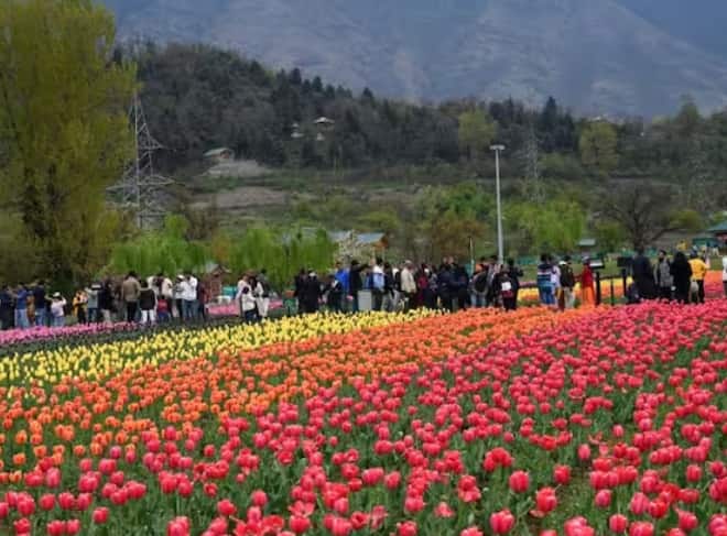 ਟਿਊਲਿਪ ਗਾਰਡਨ ਨੂੰ 19 ਮਾਰਚ ਨੂੰ ਸੈਲਾਨੀਆਂ ਲਈ ਖੋਲ੍ਹਿਆ ਗਿਆ ਸੀ। ਮਹੀਨਾ ਭਰ ਚੱਲਣ ਵਾਲੇ ਇਸ ਰੰਗੀਨ ਤਿਉਹਾਰ ਦੌਰਾਨ ਫੁੱਲਾਂ ਦੀਆਂ ਹੋਰ ਕਿਸਮਾਂ ਦੇ ਨਾਲ 1.6 ਮਿਲੀਅਨ ਤੋਂ ਵੱਧ ਟਿਊਲਿਪ ਖਿੜੇ ਹੋਏ ਸਨ।