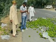 ढोबळी मिरचीला एक रुपयांचा दर, पंजाबमधील शेतकरी आक्रमक; व्हिडीओ व्हायरल