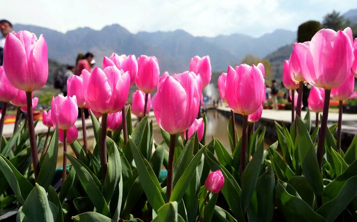यंदा एप्रिलअखेरपर्यंत हे उद्यान पाहण्यासाठी सुमारे पाच लाखांवर पर्यटक भेट देतील असा अंदाज आहे.