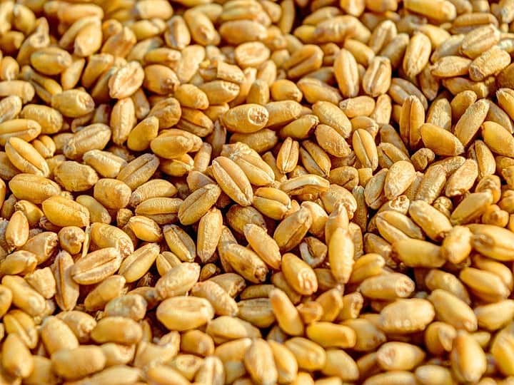 wheat procurement in Punjab government has sent 7300 crore rupees to the bank account Wheat Procurement: पंजाब सरकार ने खरीदा 45 लाख मीट्रिक टन गेहूं, किसानों के खाते में भेजें इतने हजार करोड़ रुपये