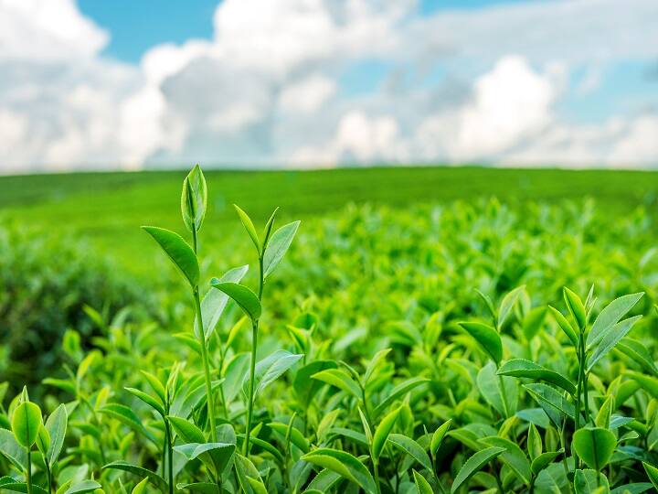 tea Farming Pest attack on tea crops has increased Tea Production: अब इस फसल पर कीटों का हमला, लाखों का नुकसान, किसान परेशान