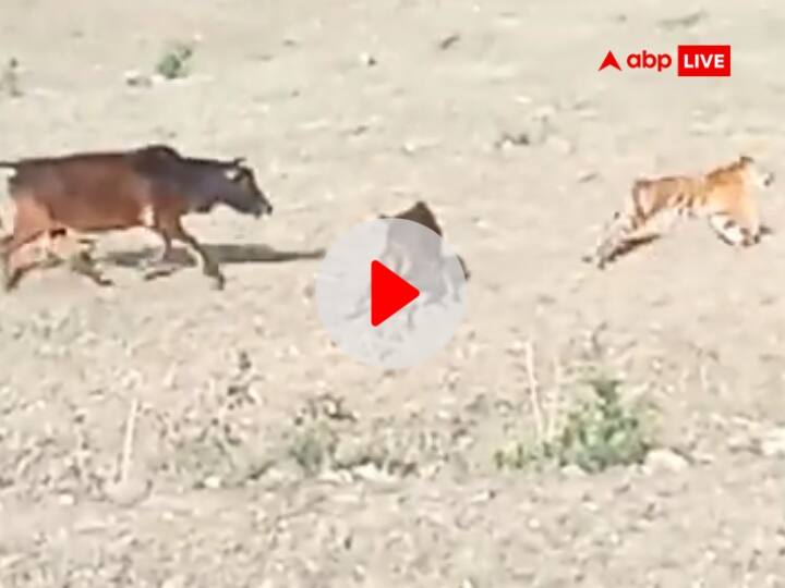 Uttarakhand Pauri Viral Video of Cow Attacking Tiger to Save her Calf Most Strange Wildlife Video Watch: बच्चे को बचाने के लिए बाघ से लड़ खड़ी हुई गाय! बछड़े को मौत के मुंह से बचाकर लाई, सामने आया वीडियो
