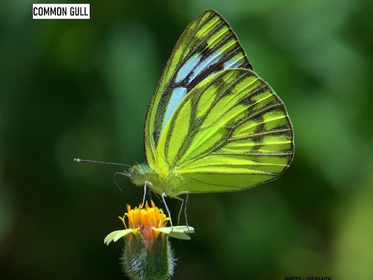 A butterfly park is being set up in Vellalore district of Coimbatore to improve biodiversity கோவை வெள்ளலூரில் அமைக்கப்படும் பட்டாம்பூச்சி பூங்கா.. பல்லுயிர் சூழலை மேம்படுத்த முயற்சி..