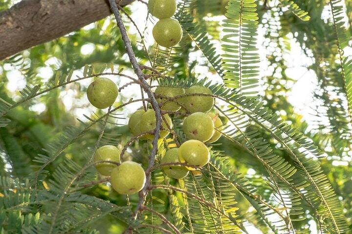 வைட்டமின் சி நிறைந்த நெல்லிக்காய், நோய் தீர்க்கும் நிவாரணி.