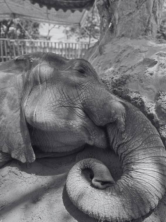 पाकिस्तान के कराची में चहेती हथिनी नूरजहां की हुई मौत