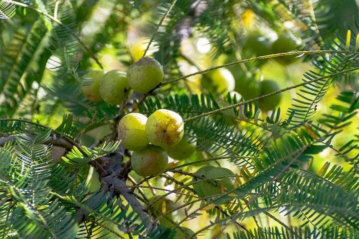 நெல்லிக்கனியில் 80% நீர் சத்தும், புரதம், மாவுச் சத்து நிறைந்தது.