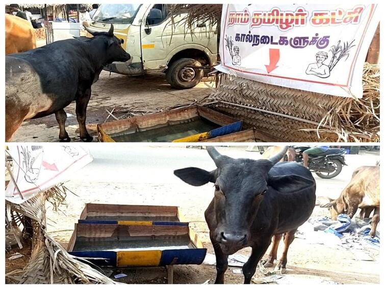 Impact of summer heat: Naam Tamil party members set up water pandal for cattle in tisayanvilai TNN கோடை வெயிலின் தாக்கம்: திசையன்விளையில் கால்நடைகளுக்கு தண்ணீர் பந்தல் அமைத்து அசத்திய நாம் தமிழர்