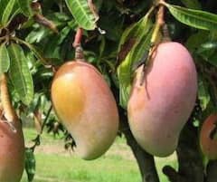 Mango : अवकाळी पावसाचा देशातील आंबा उत्पादकांना फटका