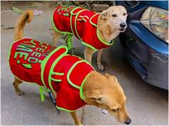 भोपाल में बिना रजिस्ट्रेशन नहीं रख पाएंगे अब पालतू कुत्ता, जान लें विकास विभाग के नए नियम