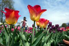 Tulip Garden Srinagar: श्रीनगरचं ट्युलिप गार्डन पर्यटकांनी फुलले, 32 दिवसांत साडे तीन लाख पर्यटकांची भेट