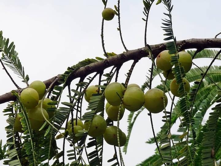 உடலுக்கு தேவையான அனைத்து சத்துக்களையும் கொண்ட நெல்லிக்காயின் நன்மைகளை இங்கு காணலாம்.