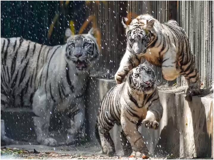 madhya pradesh to get tiger state status in coming july know the reason behind ann MP News: मध्य प्रदेश को फिर मिलेगी खोई हुई पहचान, जानें- क्या है उम्मीद की बड़ी वजह