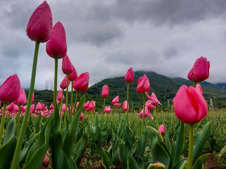 ट्युलिप गार्डनला भेट देण्यासाठी दरवर्षी हजारो पर्यटक येतात.