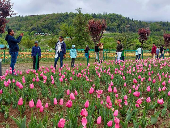 Tulip Garden Srinagar:  गार्डन खुले झाल्यानंतर 32  दिवसांत येथे 3.7 लाख पर्यटकांनी भेट दिली. यामध्ये तीन हजारपेक्षा अधिक विदेशी पर्यटक होते