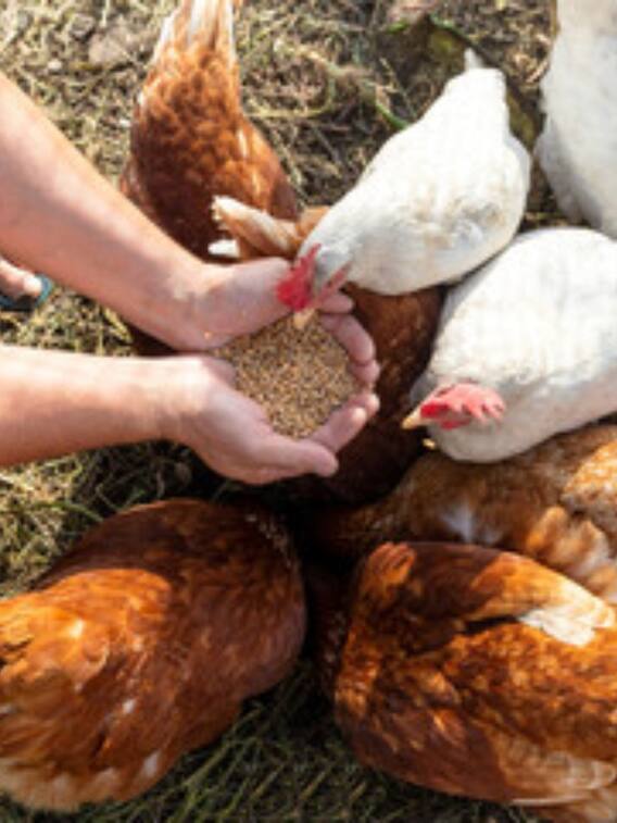 झारखंड सरकार कराएगी पशुओं का बीमा, इतना होगा फायदा