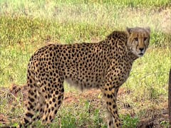 Cheetah Dies: మరో విషాదం - మధ్యప్రదేశ్‌లోని కునో నేషనల్ పార్క్‌లో మరో చిరుత మృతి