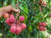 Lychee Production: गेहूं के बाद इस राज्य में बारिश से लीची की फसल भी बर्बाद, आर्थिक मदद की गुहार लगा रहे किसान