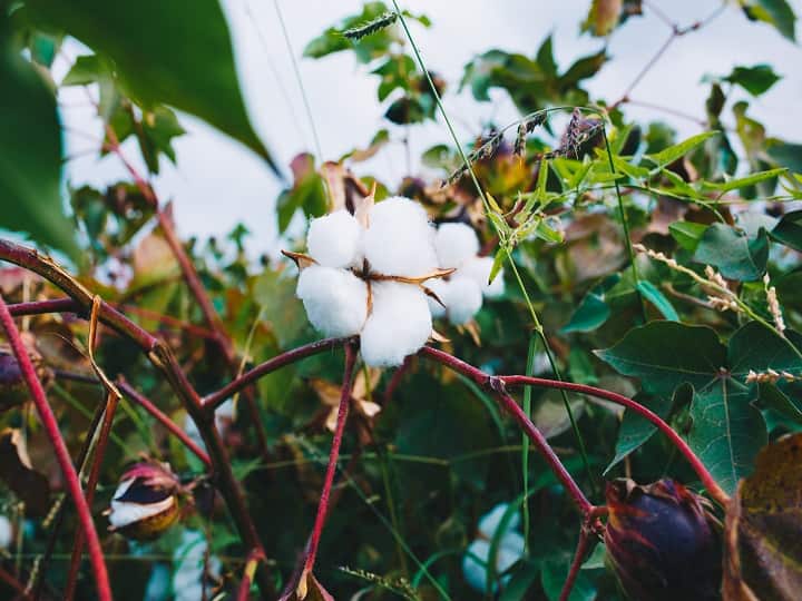cotton production reduction of Rs 4000 per quintal has been recorded in the prices Cotton Production: कपास के दामों में 4000 रुपये प्रति क्विंटल तक गिरावट, किसान परेशान