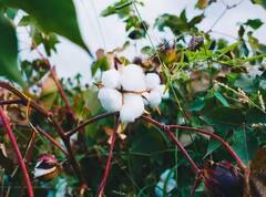 Cotton Production: ਕਪਾਹ ਦੀਆਂ ਕੀਮਤਾਂ 'ਚ 4000 ਰੁਪਏ ਪ੍ਰਤੀ ਕੁਇੰਟਲ ਦੀ ਗਿਰਾਵਟ, ਕਿਸਾਨ ਪਰੇਸ਼ਾਨ