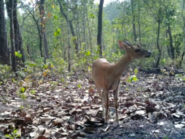 Chhattisgarh National Park Rare Species Of Chausinga Deer Seen First ...