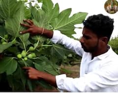 Pune news : केल्याने होत आहे रे! कोरोनात नोकरी गेली, पठ्ठ्यानं 30 गुंठ्यांवरील अंजिराच्या शेतीतून कमावले 10 लाख