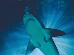 ਸਭ ਤੋਂ ਘੱਟ ਹੱਡੀਆਂ ਵਾਲੇ ਜੀਵ, ਕਦੇ-ਕਦੇ ਤਾਂ ਇਹ ਆਪਣੇ ਦੰਦ ਵੀ ਖਾ ਲੈਂਦੇ ਹਨ, ਵੇਖੋ ਤਸਵੀਰਾਂ