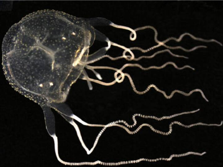 Scientists found a Fish having 24 eyes in hong kong it is a jellyfish species 1 इंच की भी नहीं होती है ये मछली, मगर इसके पास होती हैं 20 से ज्यादा आंखें! जानिए क्यों है खास?