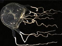 1 इंच की भी नहीं होती है ये मछली, मगर इसके पास होती हैं 20 से ज्यादा आंखें! जानिए क्यों है खास?