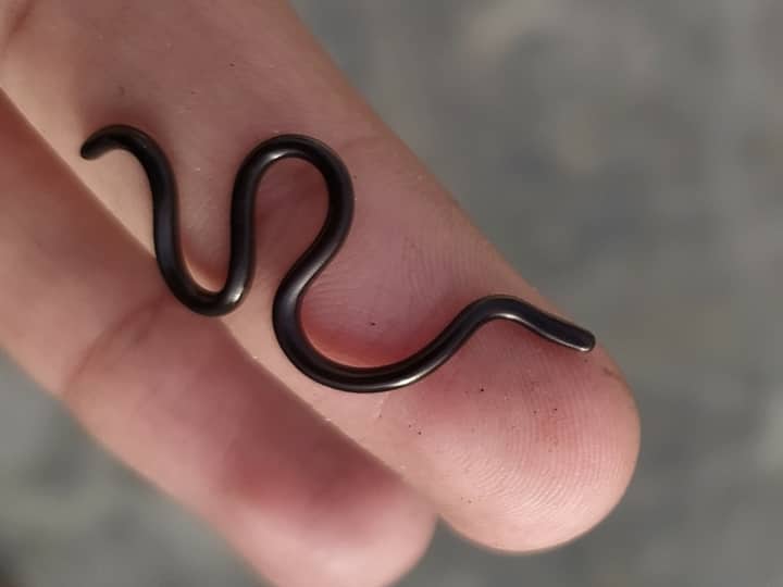 केंचुए जैसा दिखने वाला सांप, जानिए ये कितना जहरीला होता है Blind snake is looks like earthworm know how poisonous it is केंचुए जैसा दिखने वाला सांप, जानिए ये कितना जहरीला होता है
