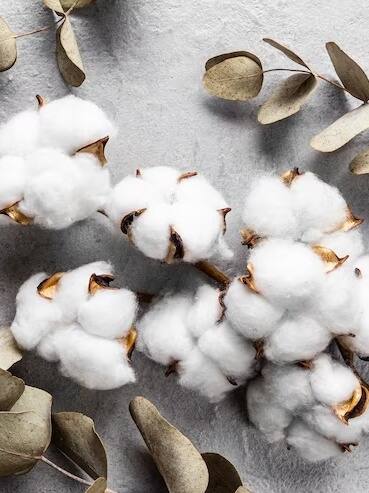 कपास के दामों में 4000 रुपये की गिरावट, जानें क्यों