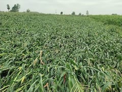 In Pics: అకాల వర్షంతో ఆగమైన అన్నదాతలు - ఈదురు గాలులకు పంటలన్నీ నేలపాలు!