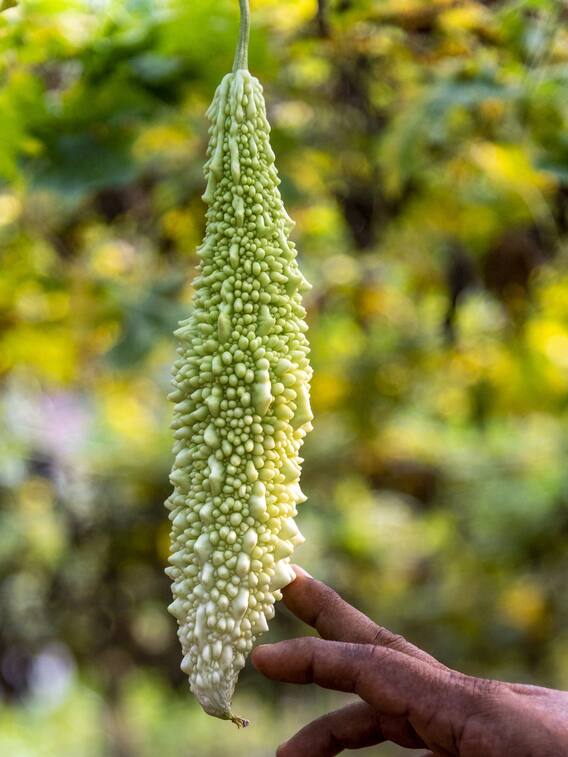 ​​करेले के बाद गलती से भी न खाएं 5 चीजें, वरना बिगड़ सकती है सेहत