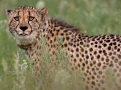 Kuno National Park: కునో నేషనల్ పార్క్‌లో తప్పి పోయిన మగ చీతా, వెతికి పట్టుకునే సరికి తలప్రాణం తోకకు