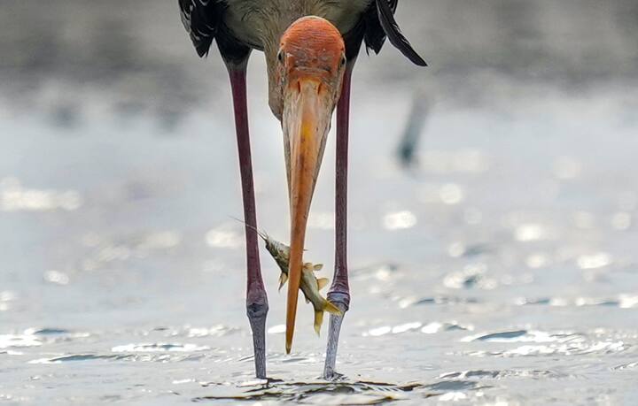 জন্মানোর সময় কিন্তু এদের গায়ের রং বাদামি হয়। তিন বছর বয়স হওয়ার পরে এদের গায়ে পরিপূর্ণ পালক তৈরি হয়। চার বছরের মাথায় সাবালক হয় একটি পেইন্টেড স্টর্ক (Painted Stork)