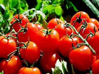 Tomato Price : ટામેટા કેમ થયા લાલઘુમ અને કેમ ફટકારી સદી? આ રહ્યાં કારણો