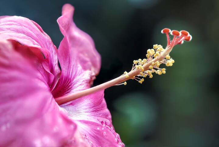 শুধুমাত্র জবা গাছ রোপন করায় নয়, একটি জবা ফুল আপনি যদি আপনার মানিব্যাগে রাখতে পারেন অথবা আপনি আলমারির যে অংশে টাকা-পয়সার রাখেন সেখানে যদি একটি হলুদ কাপড়ের মধ্যে জবা ফুল রাখতে পারেন, তাহলে অর্থনৈতিক শ্রী বৃদ্ধি ঘটে, বাস্তু বিশেষজ্ঞরা এমনটাই বলছেন।