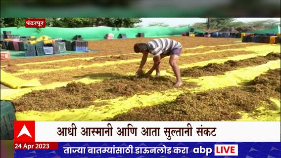 Maharashtra Raisins Production Special Report :महाराष्ट्रातील बेदाणा उत्पादक संकटात, रस्त्यावर पडूनच