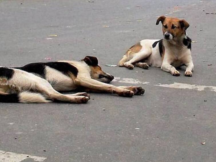 Doctor Arrested for shooting a stray dog ​​in Trichy TNN திருச்சியில் பரபரப்பு.. தெரு நாயை சுட்டுக்கொன்ற டாக்டர் கைது