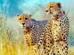 कूनो नेशनल पार्क में कैसे हुई चीते उदय की मौत? पोस्टमार्टम रिपोर्ट में हुआ खुलासा